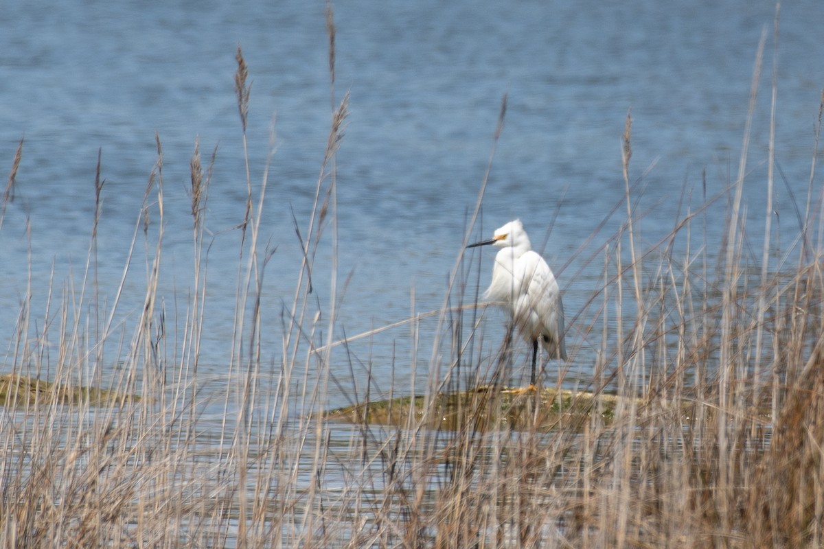 Snowy Egret - ML617247917