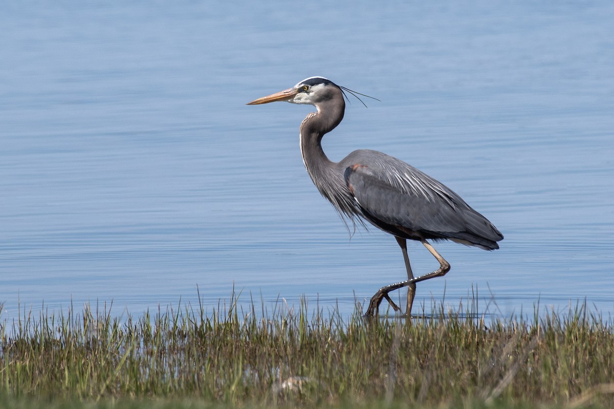 Great Blue Heron - ML617247919