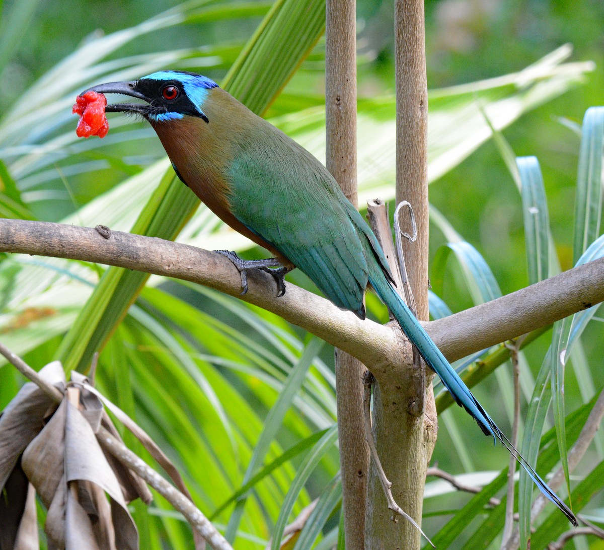 Motmot de Trinidad - ML617247950