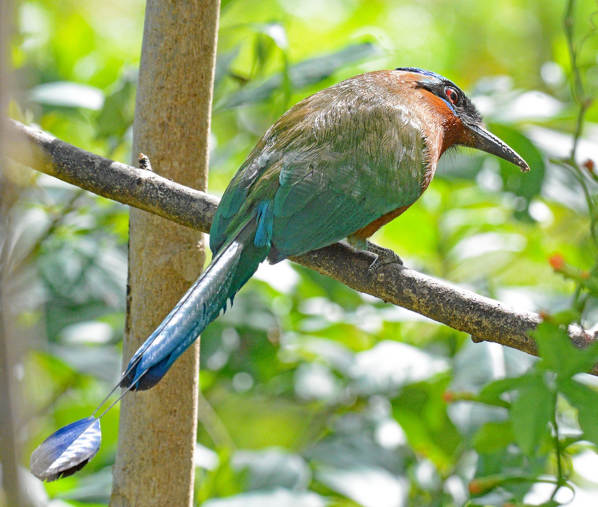 Motmot de Trinidad - ML617247956