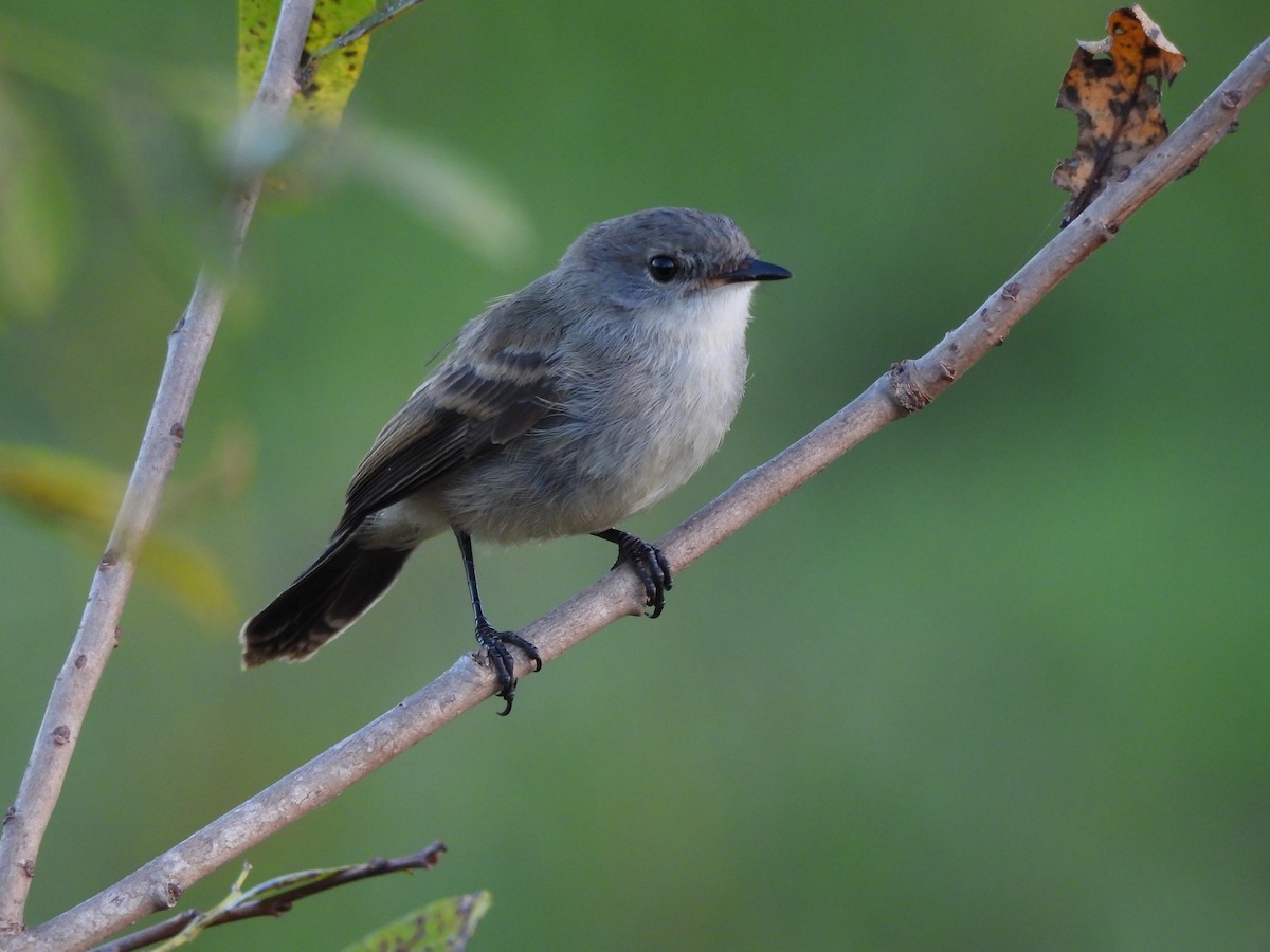 Sooty Tyrannulet - Margarita González