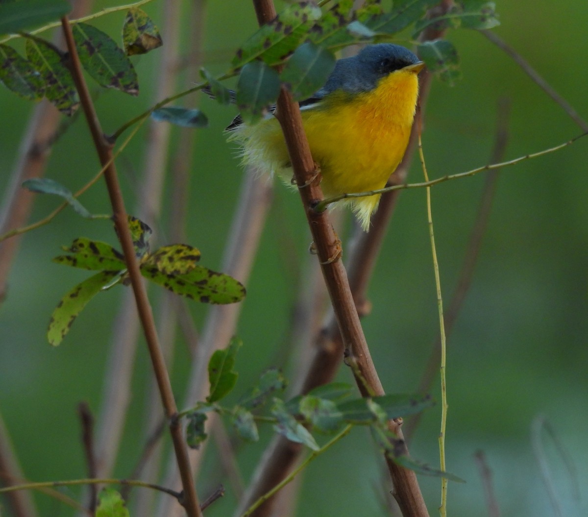 Tropical Parula - Margarita González