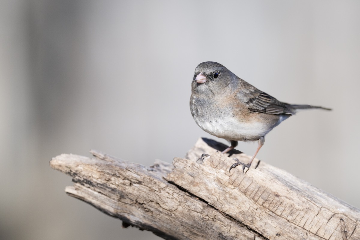 Junco ardoisé - ML617248015