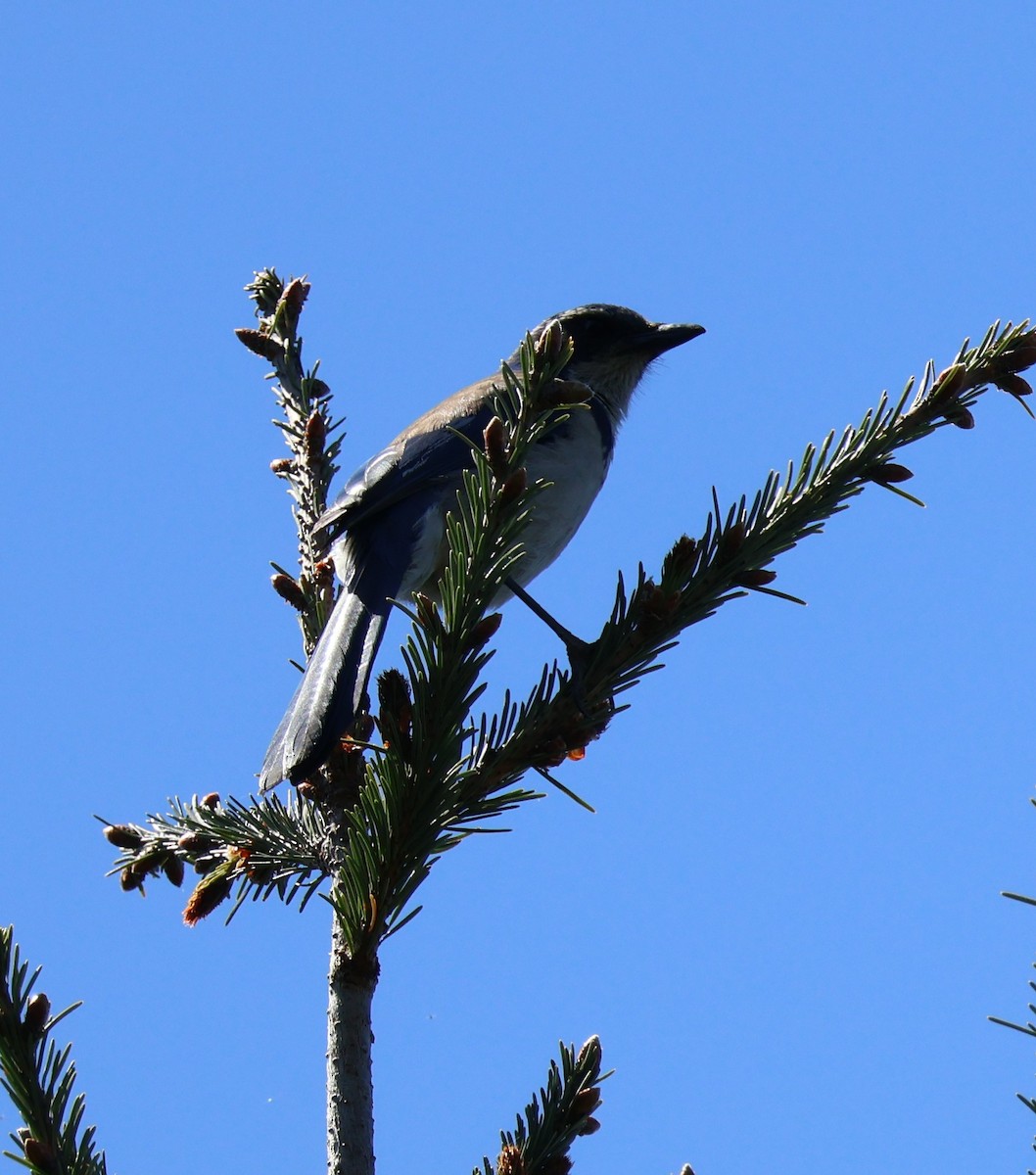 California Scrub-Jay - ML617248062