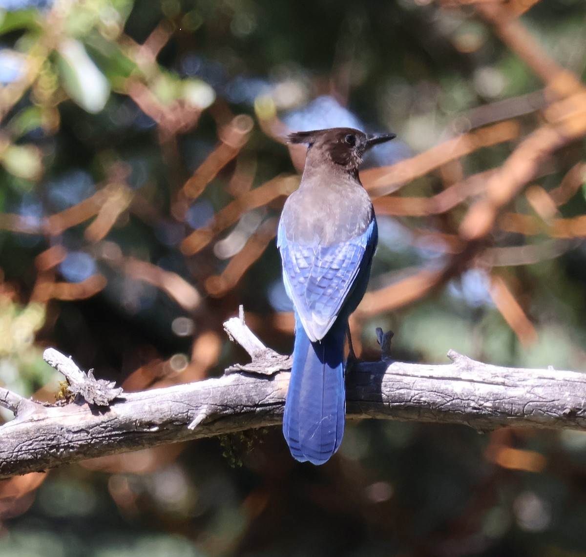 Steller's Jay - Suba S