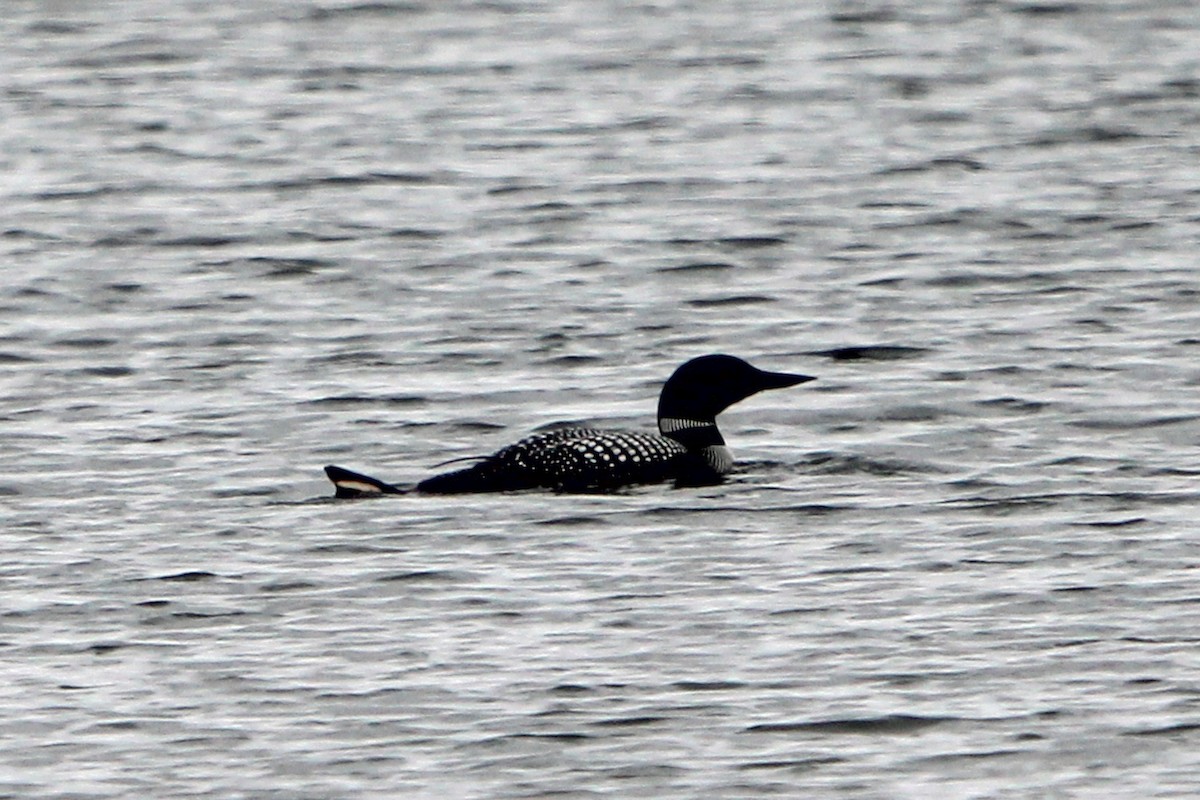 Common Loon - Jay Rasmussen