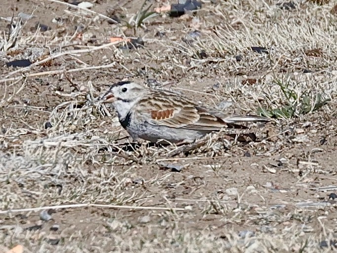 Thick-billed Longspur - Frank Nicoletti