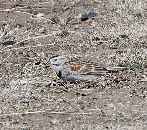 Thick-billed Longspur - Frank Nicoletti