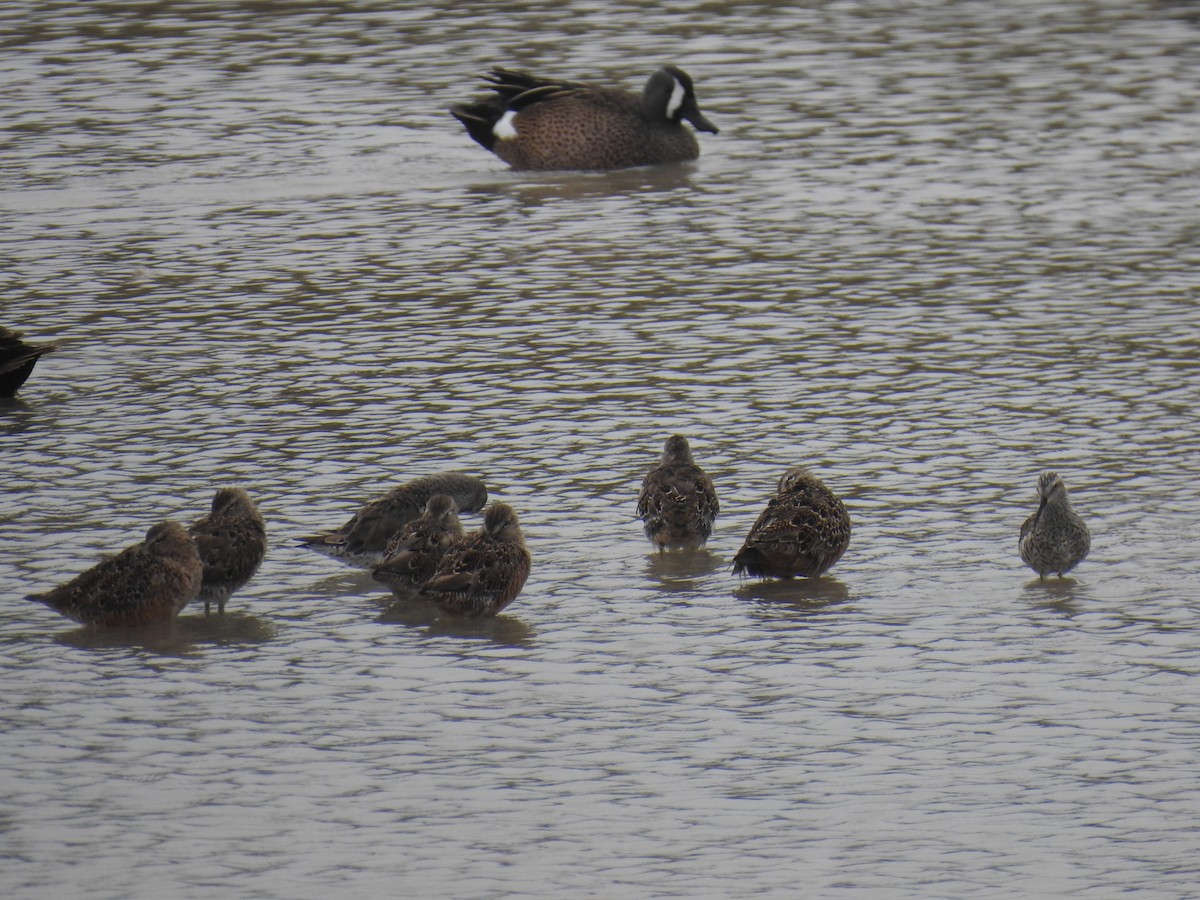 Long-billed Dowitcher - ML617248134