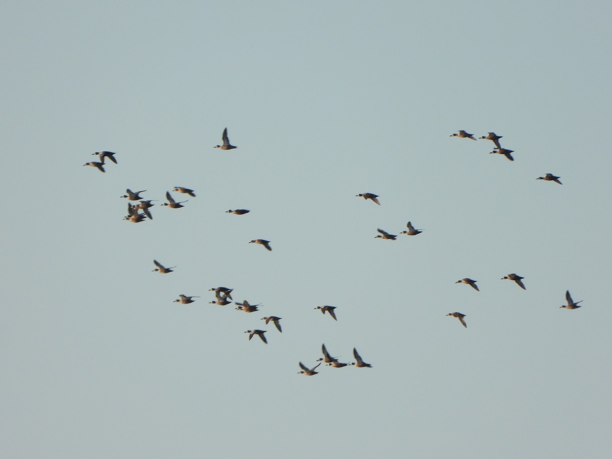 Blue-winged Teal - Wenyi Zhou