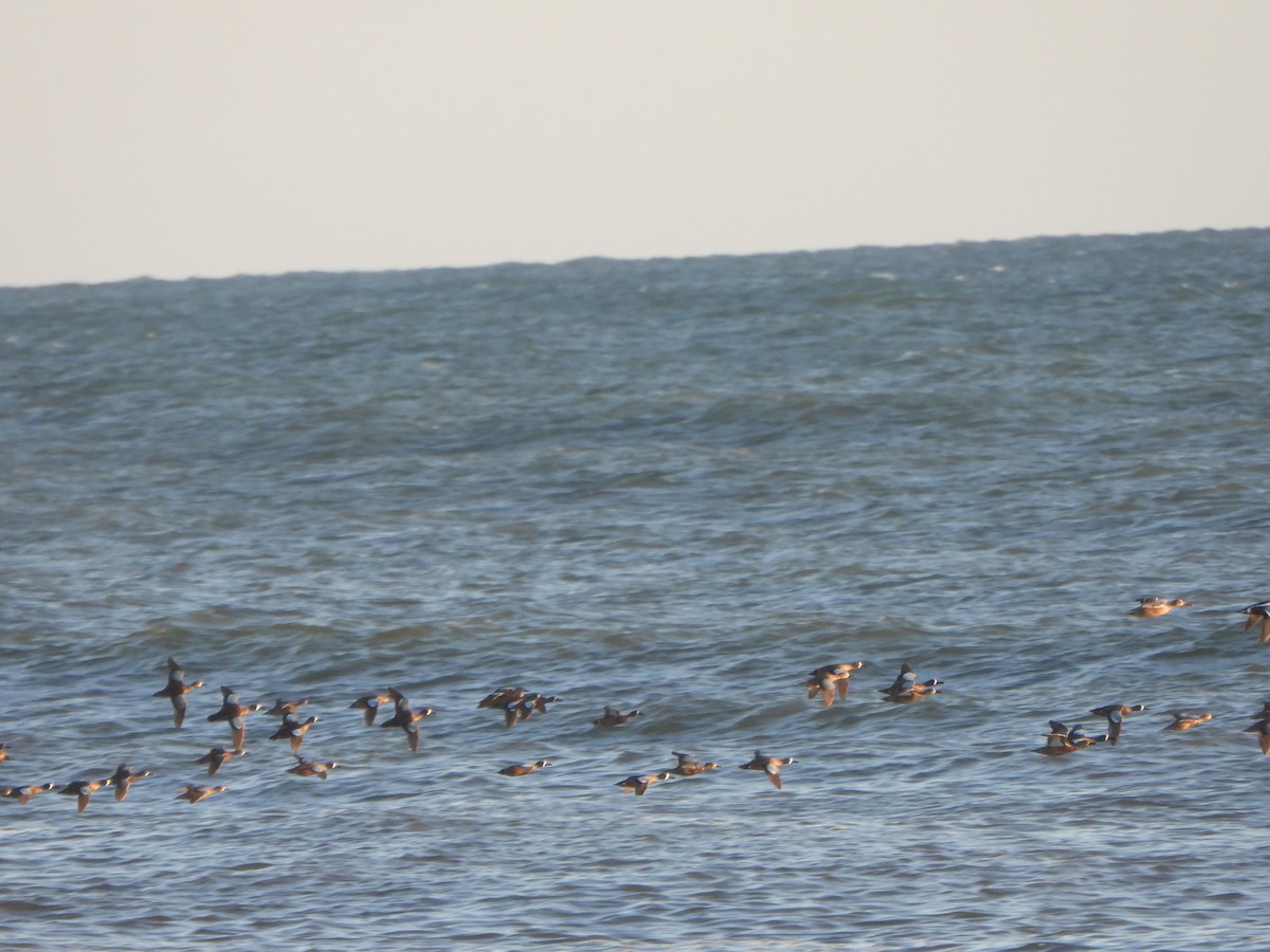 Blue-winged Teal - Wenyi Zhou