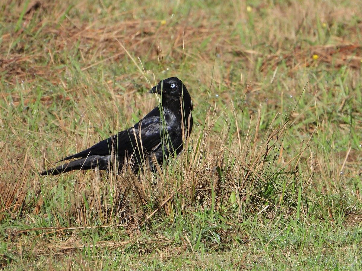 Petit Corbeau - ML617248141