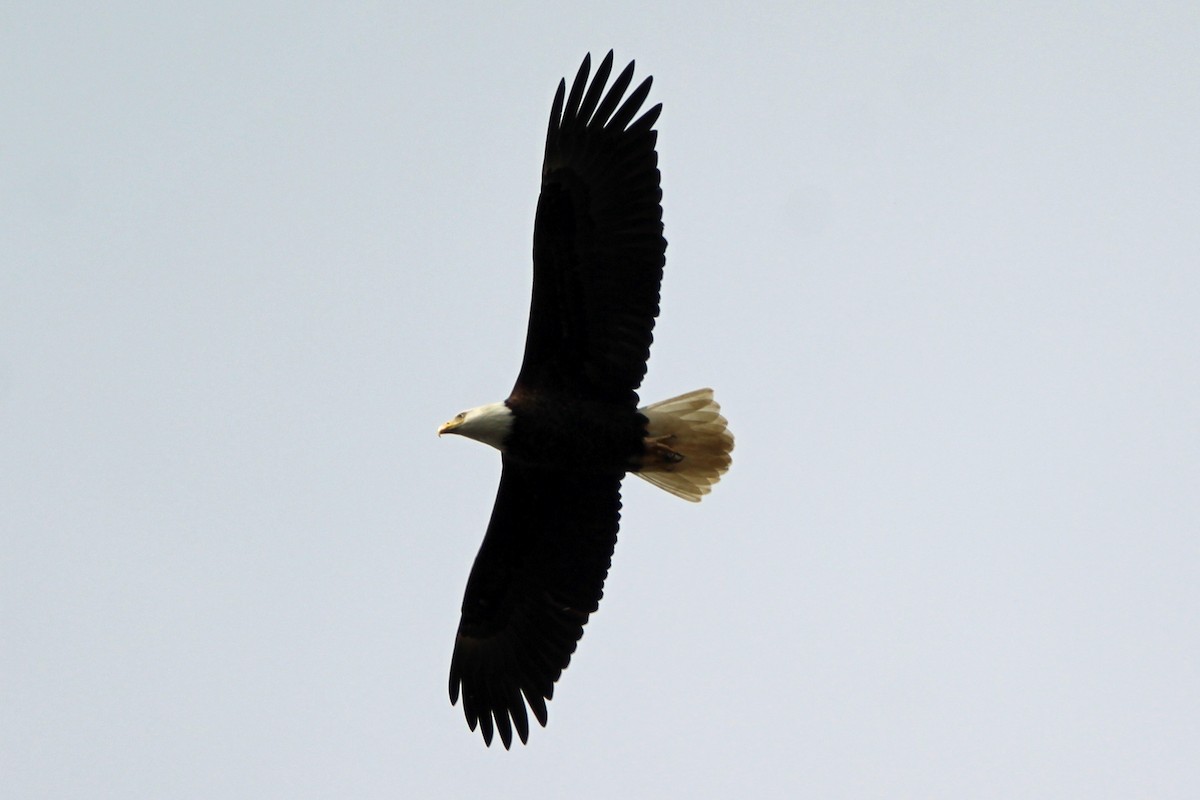 Bald Eagle - Jay Rasmussen