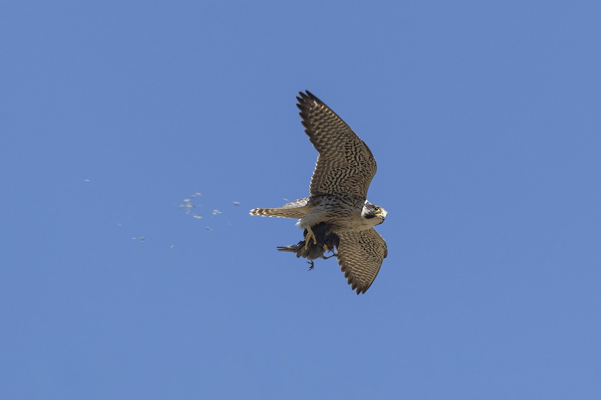 Peregrine Falcon - ML617248160