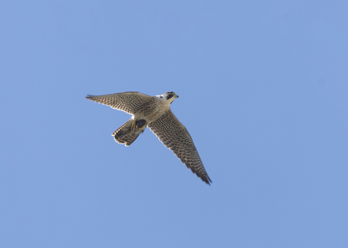 Peregrine Falcon - ML617248163