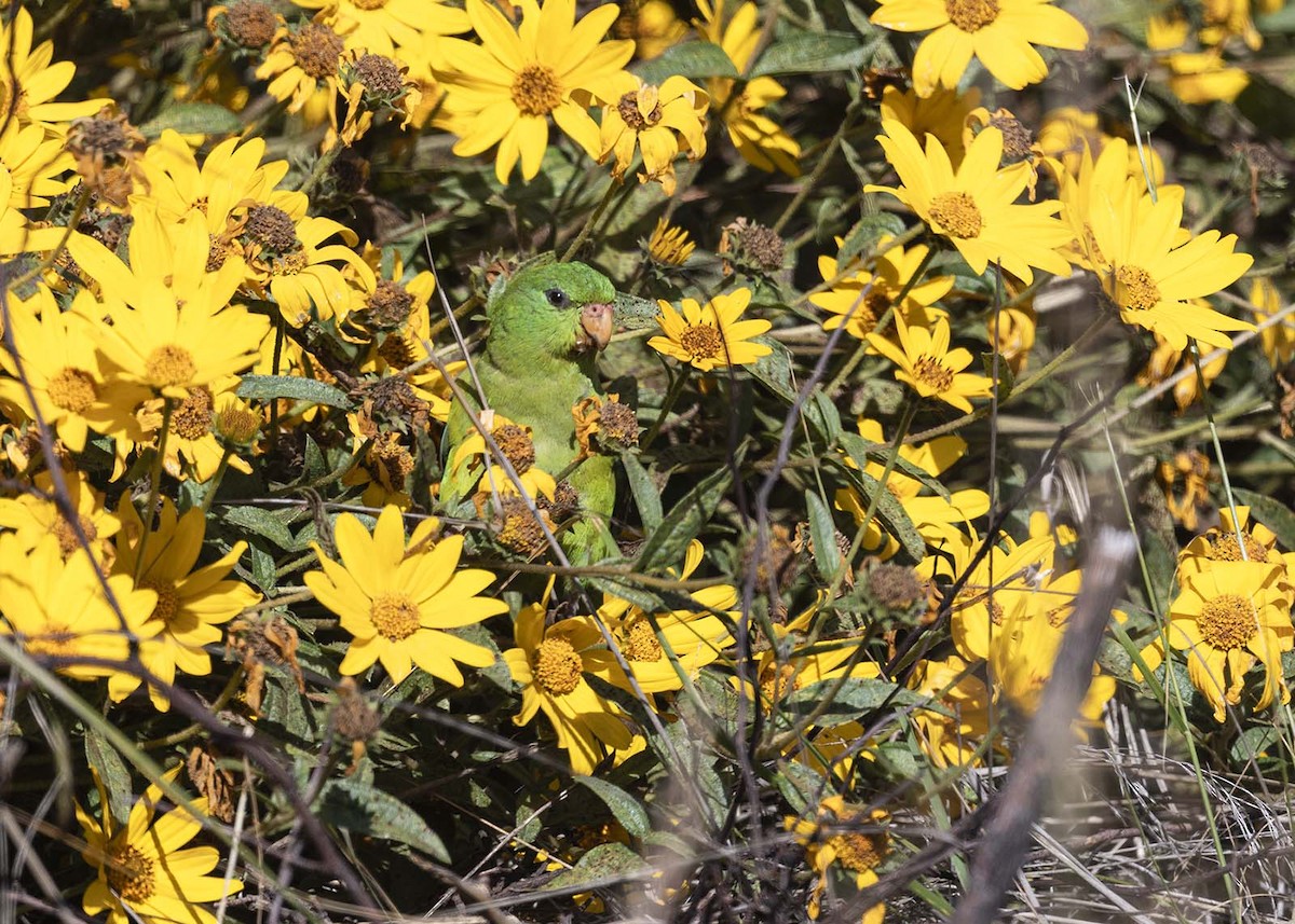 Mountain Parakeet - VERONICA ARAYA GARCIA