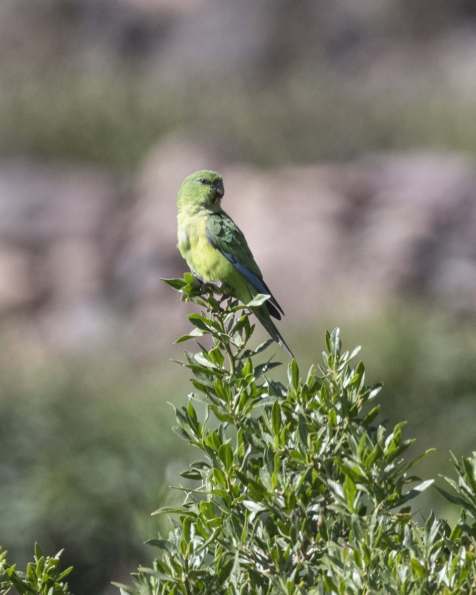 Mountain Parakeet - ML617248173