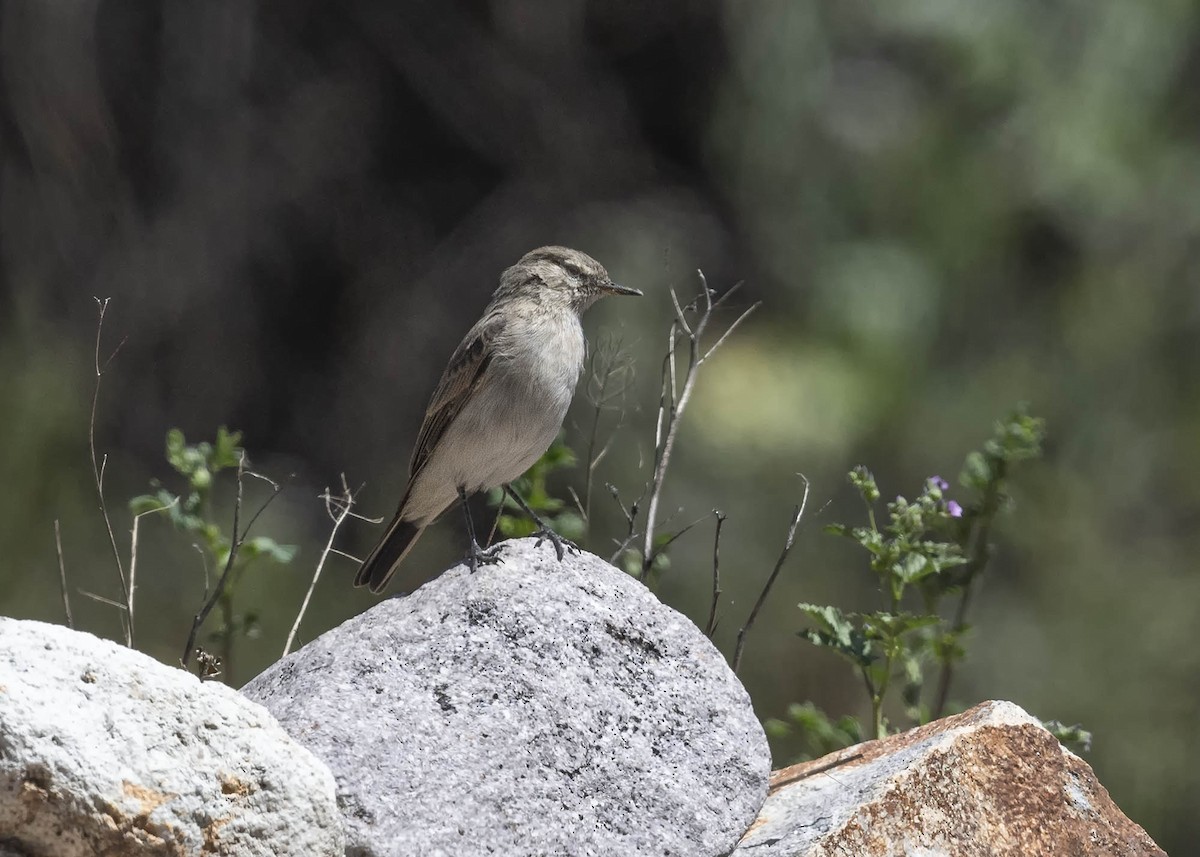 Spot-billed Ground-Tyrant - VERONICA ARAYA GARCIA