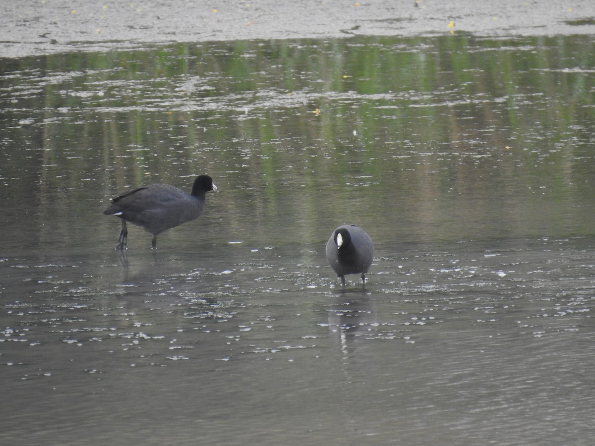 American Coot - Greg Steeves