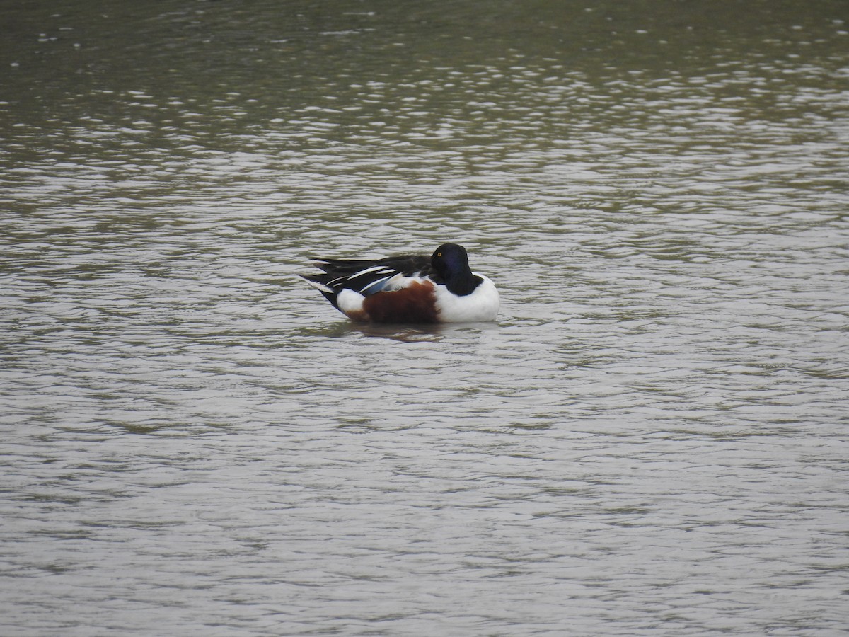 Northern Shoveler - ML617248250