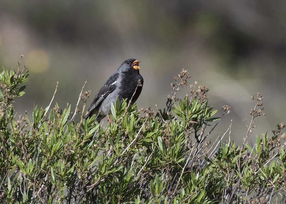 Mourning Sierra Finch - ML617248259