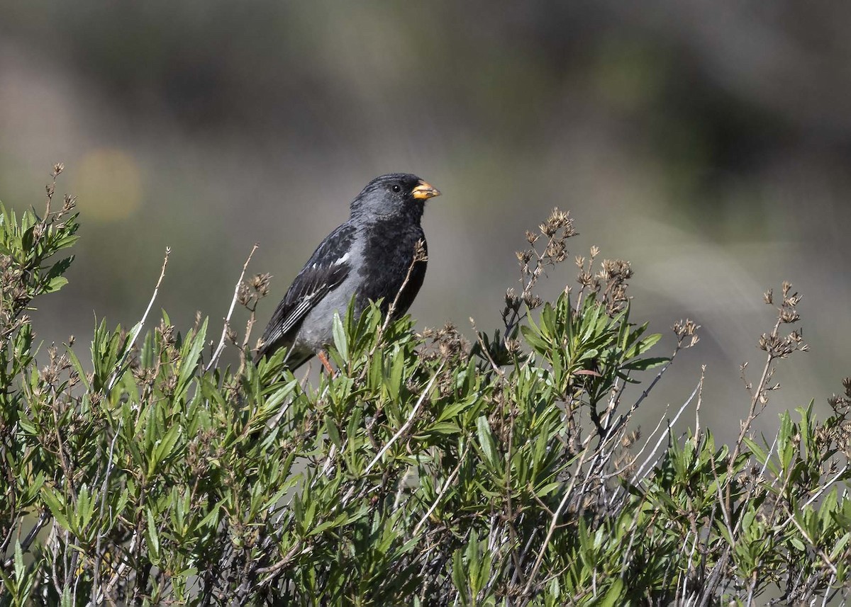 Mourning Sierra Finch - ML617248260