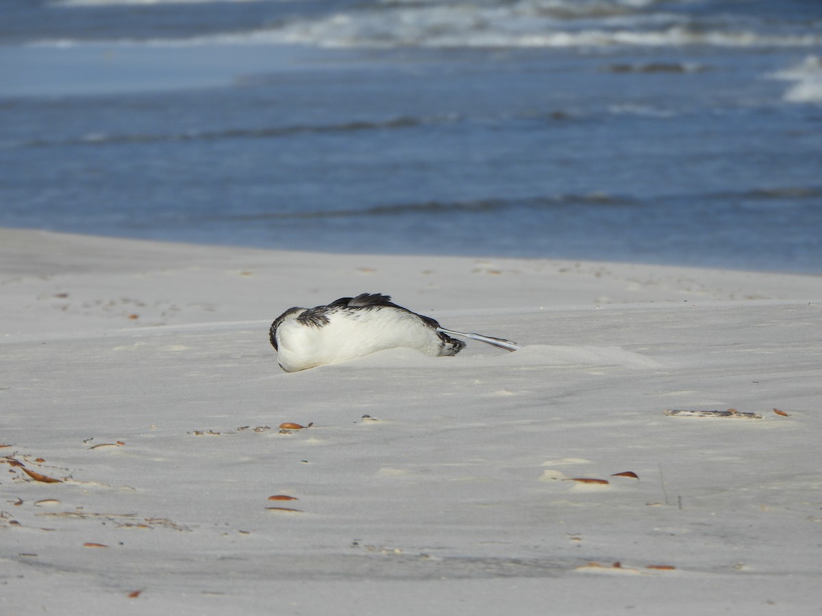 Common Loon - ML617248274