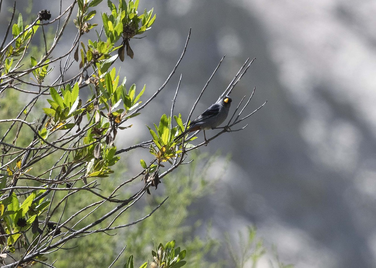 Band-tailed Seedeater - VERONICA ARAYA GARCIA