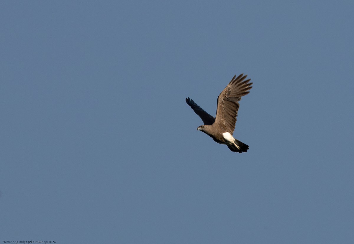 Lesser Fish-Eagle - ML617248306