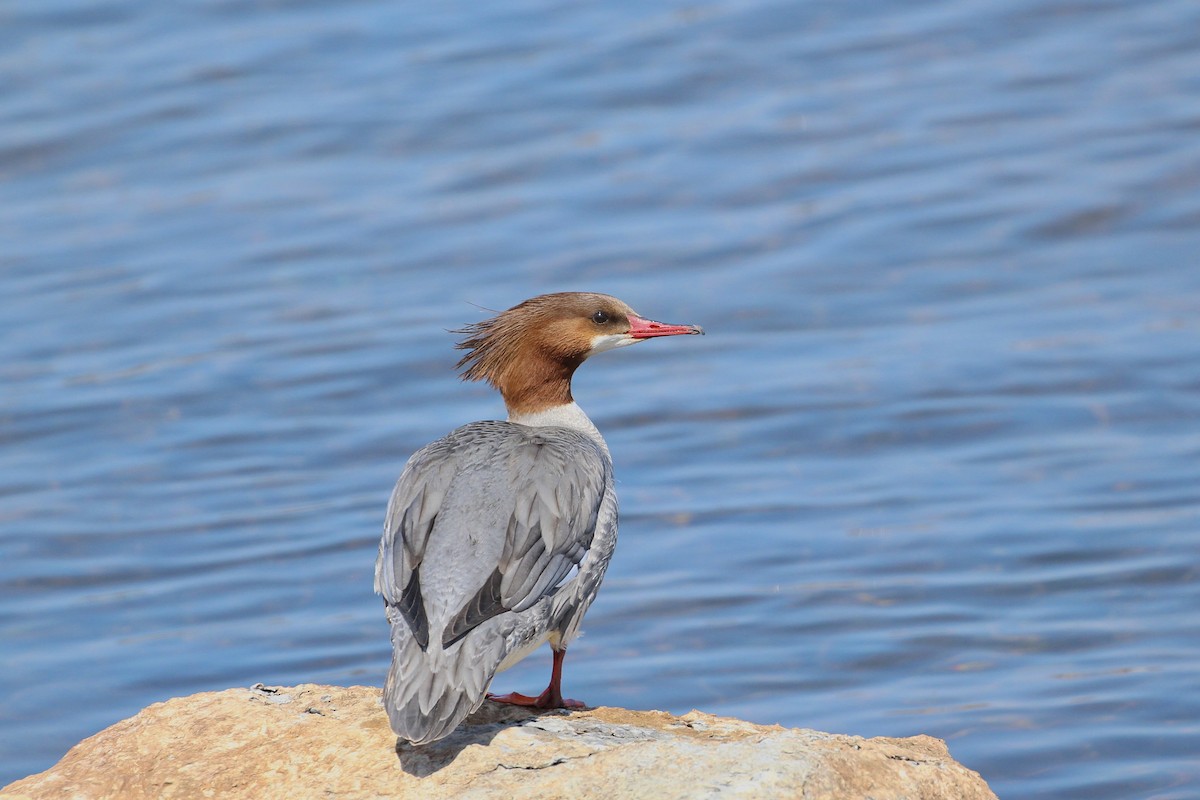 Common Merganser - ML617248309