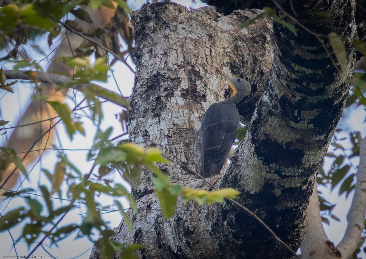 Great Slaty Woodpecker - ML617248320