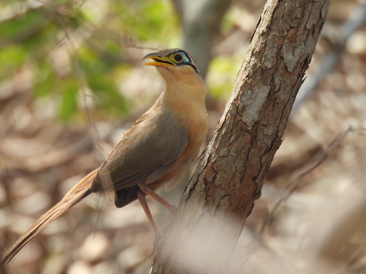 Lesser Ground-Cuckoo - william gray