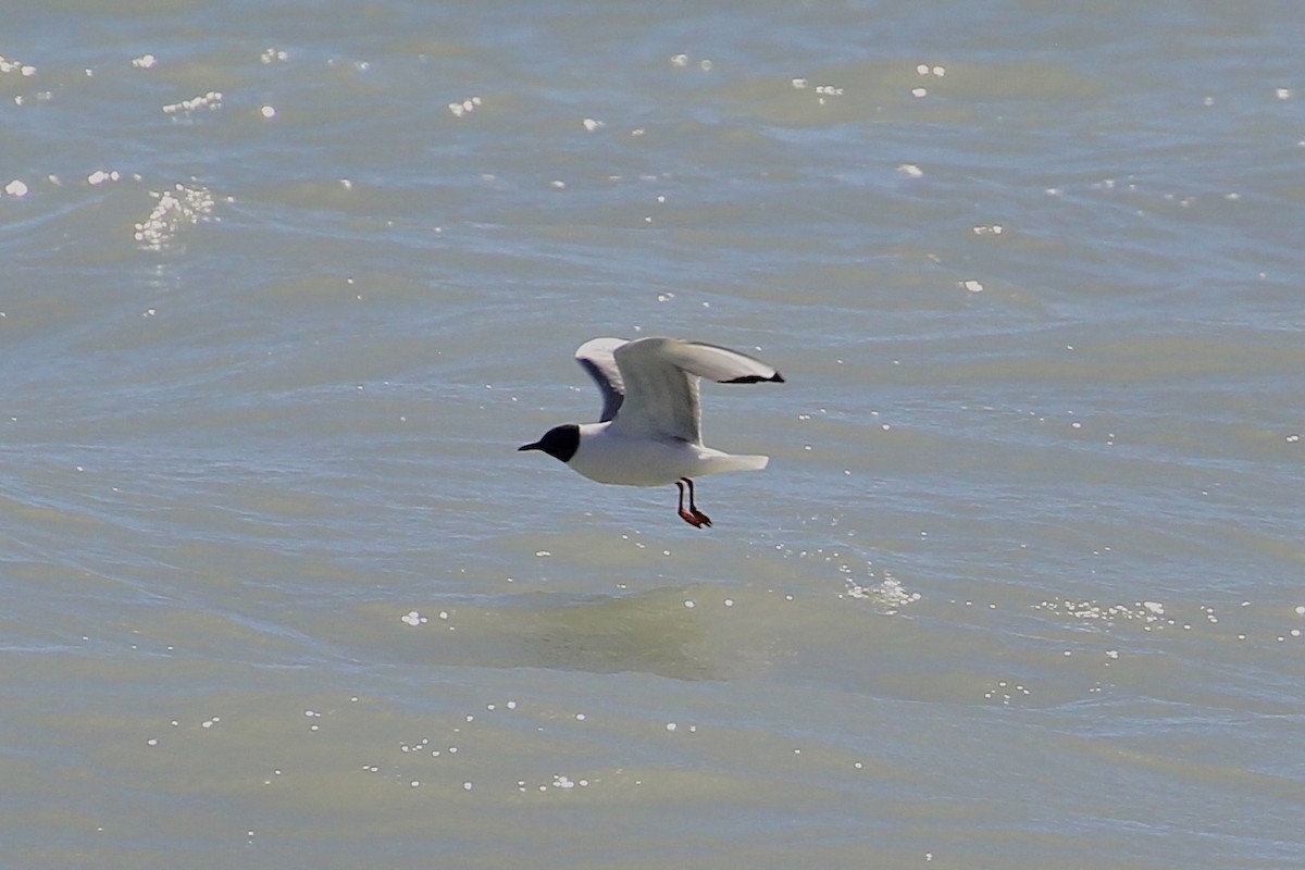 Bonaparte's Gull - ML617248365