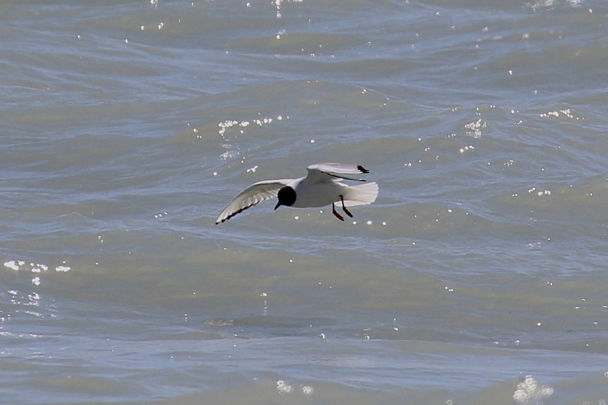 Bonaparte's Gull - ML617248366