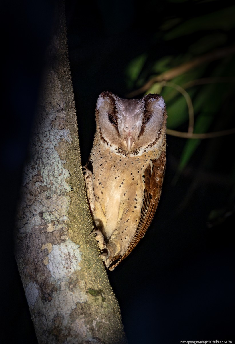 Oriental Bay-Owl - Nattapong Banhomglin