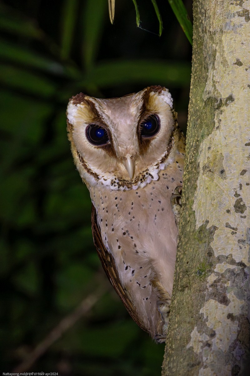 Oriental Bay-Owl - ML617248406