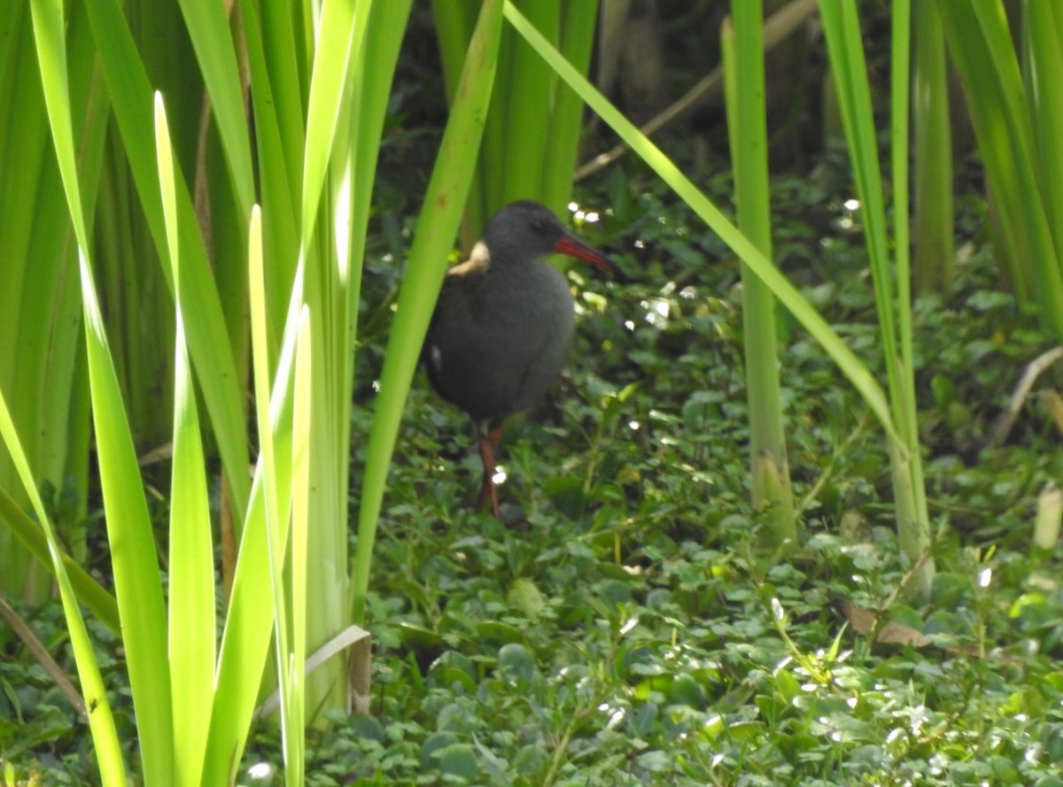 Bogota Rail - David McConnell