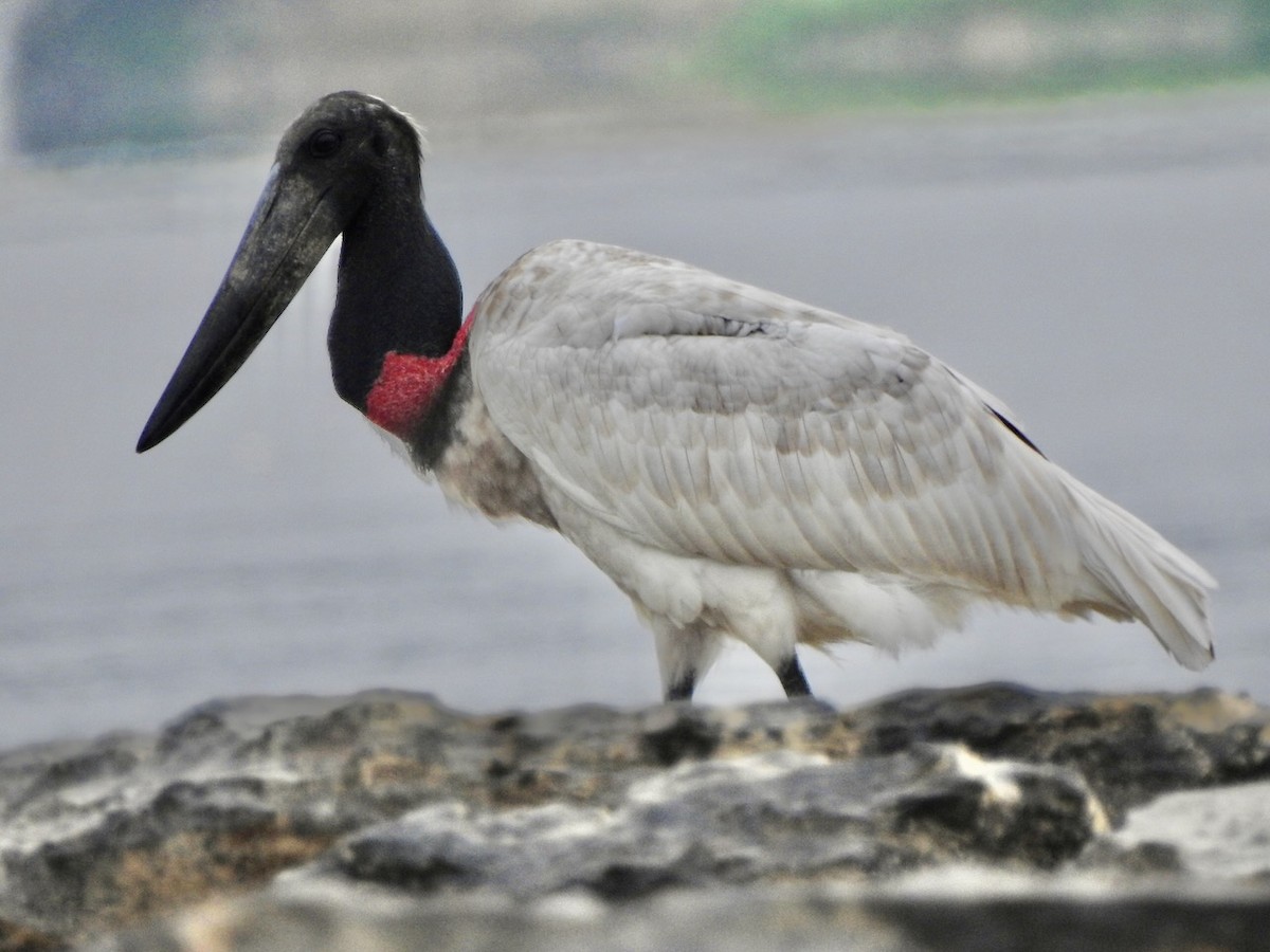 Jabiru - ML617248455