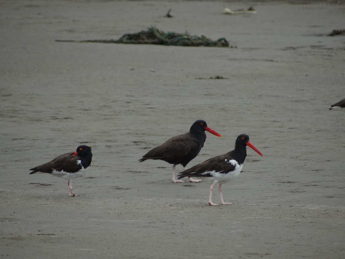 American Oystercatcher - ML617248483