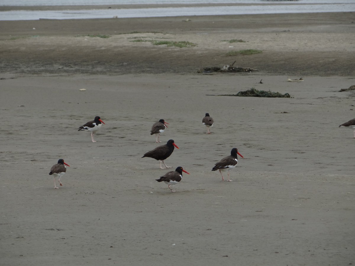 American Oystercatcher - ML617248484