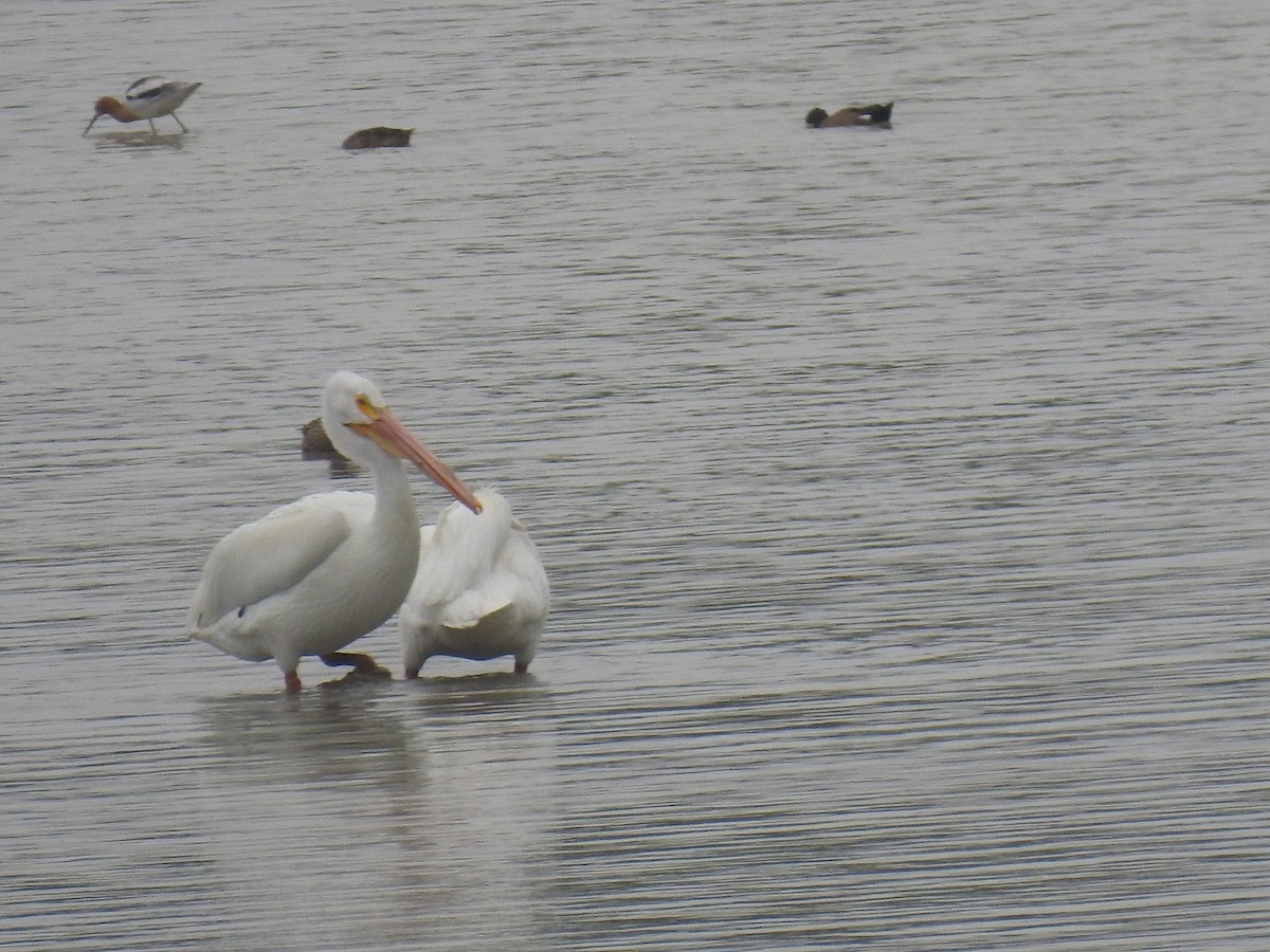 American White Pelican - ML617248499