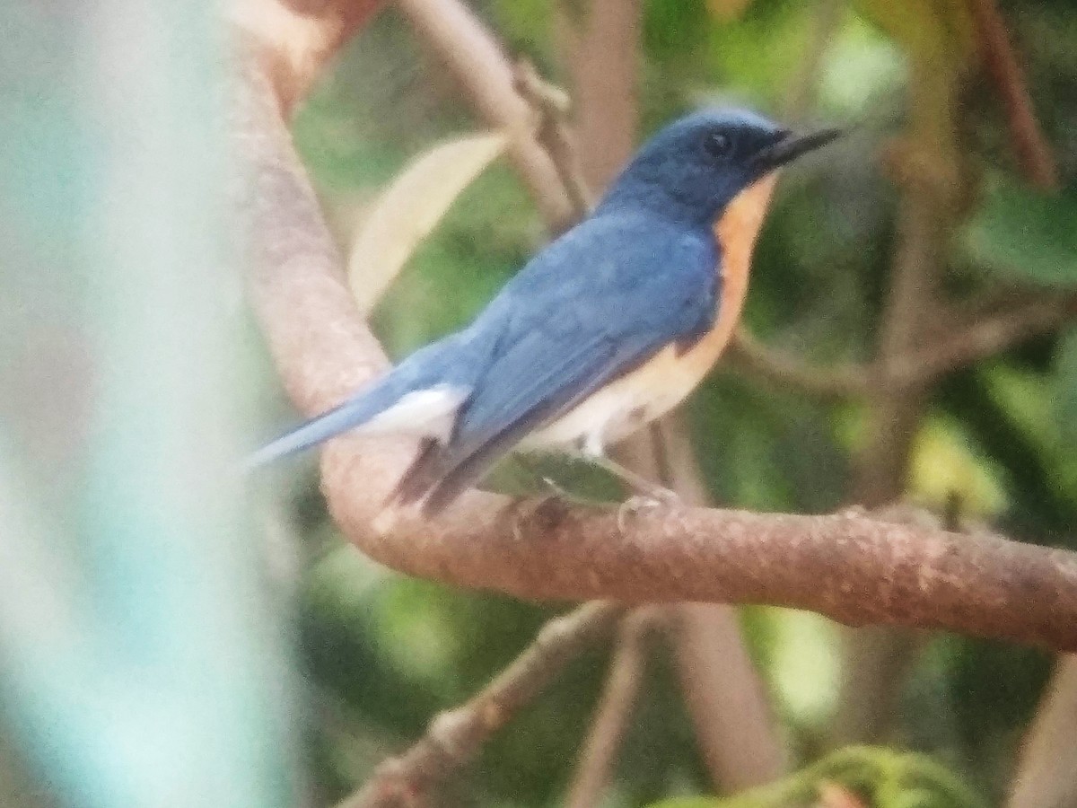 Tickell's Blue Flycatcher - ML617248510