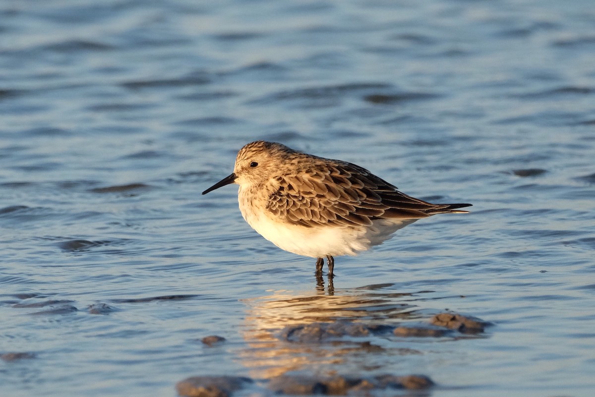 Baird's Sandpiper - Chloe St. Germain-Vermillion