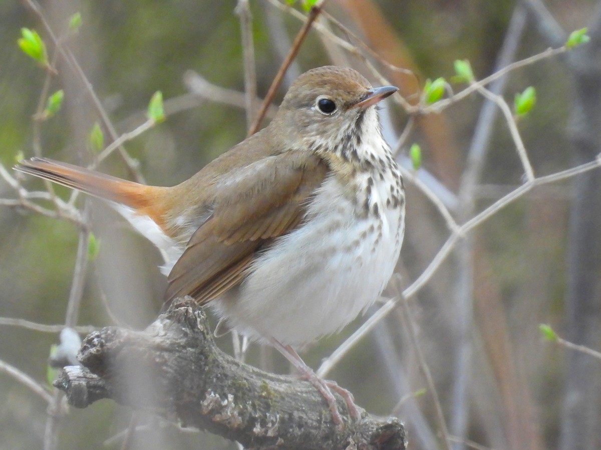 Hermit Thrush - ML617248547