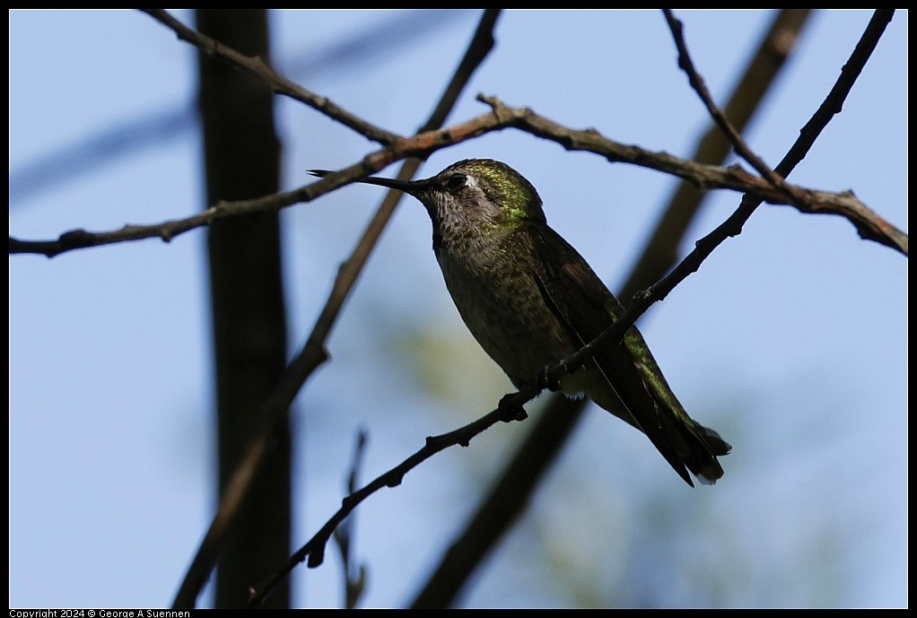 Anna's Hummingbird - ML617248560
