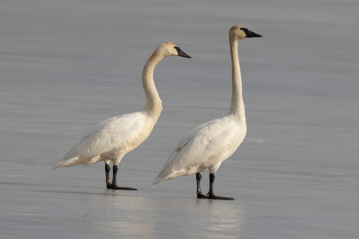 Trumpeter Swan - ML617248594