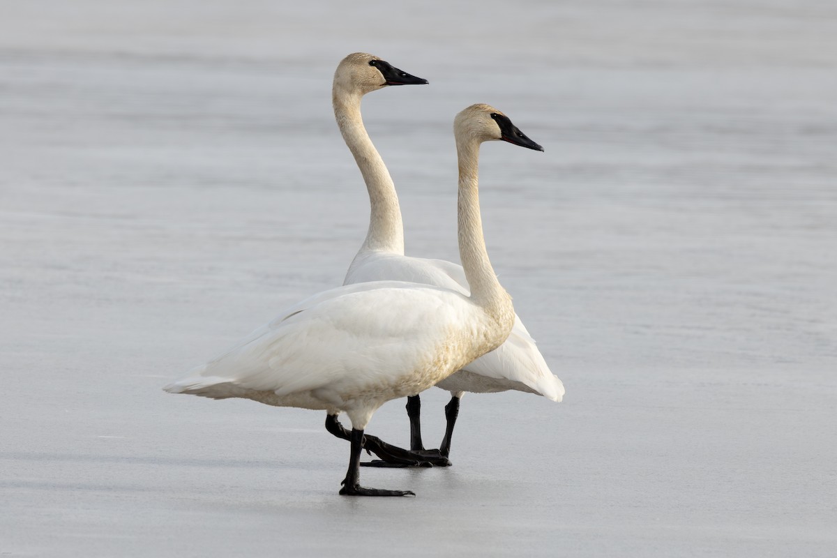 Trumpeter Swan - ML617248595