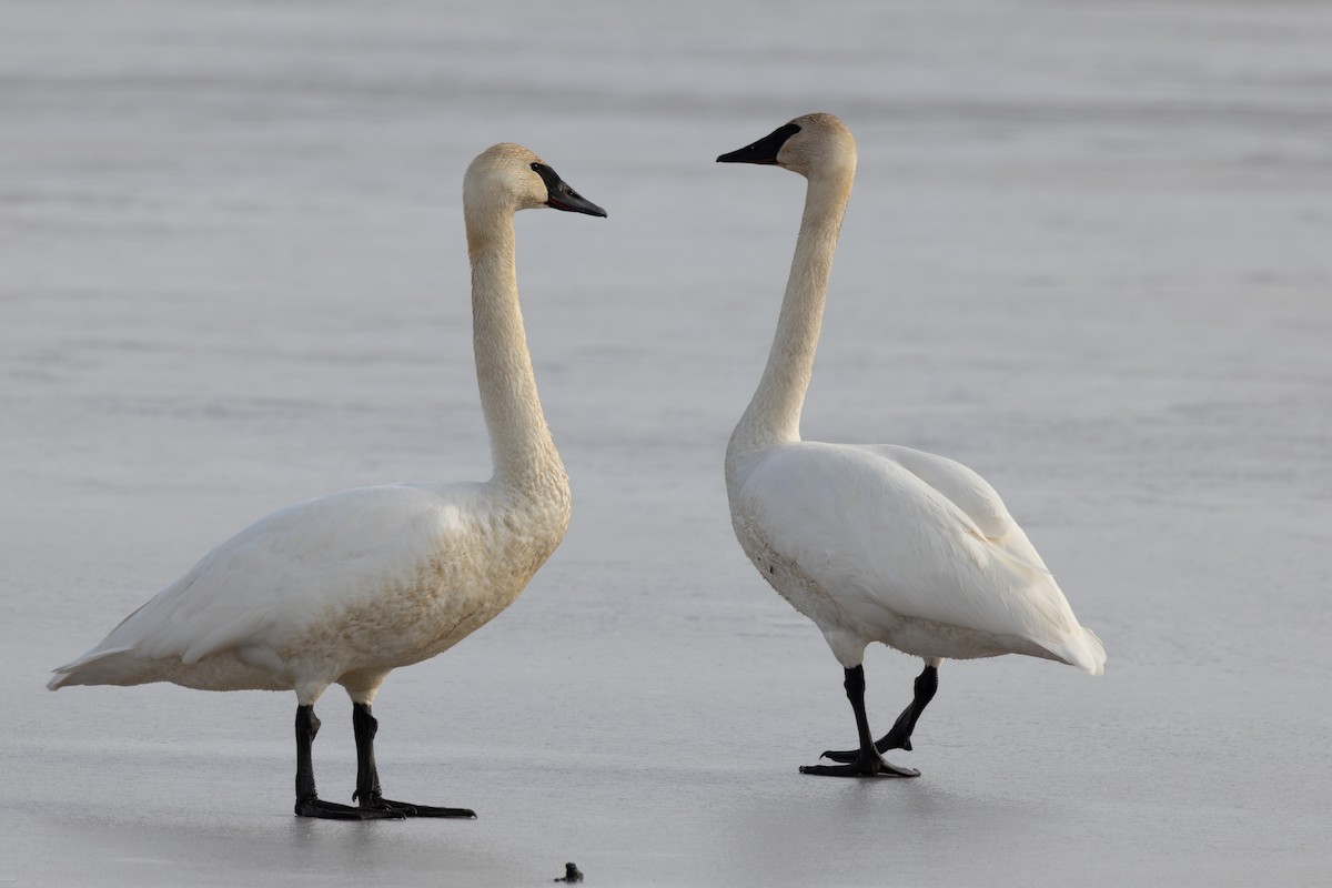 Trumpeter Swan - John Hannan