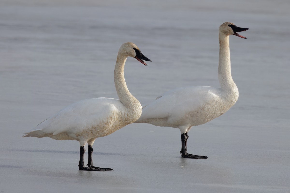 Trumpeter Swan - ML617248597