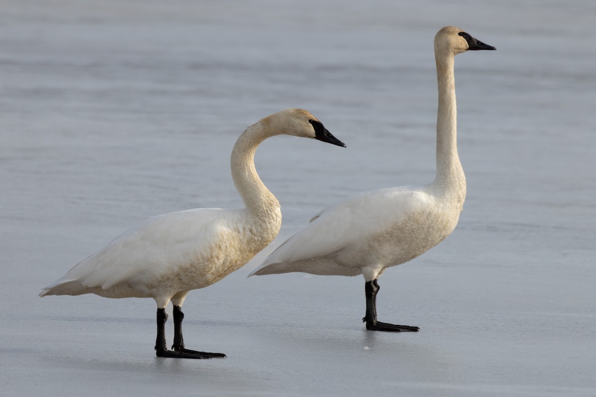 Trumpeter Swan - ML617248598